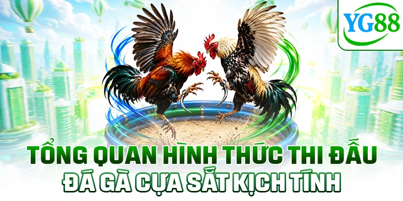 Tổng quan hình thức thi đấu đá gà cựa sắt kịch tính