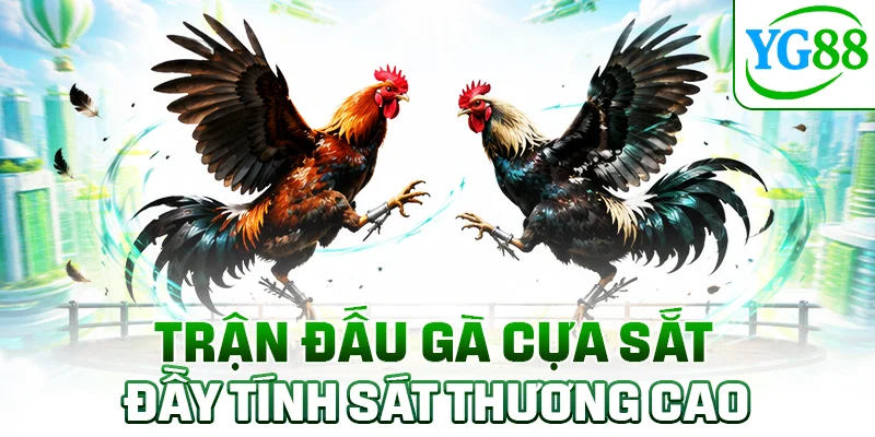 Trận đấu gà cựa sắt đầy tính sát thương cao
